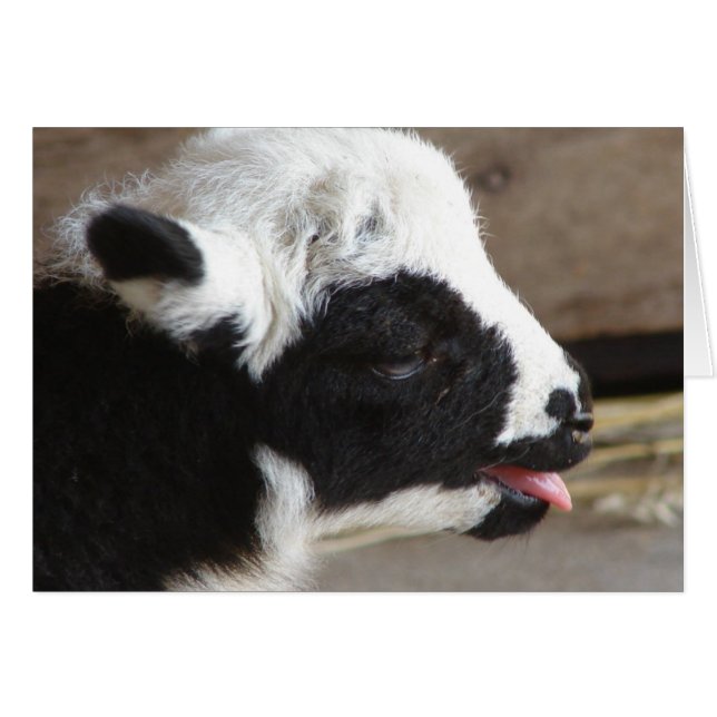 Cordero recién nacido (Anverso (Horizontal))