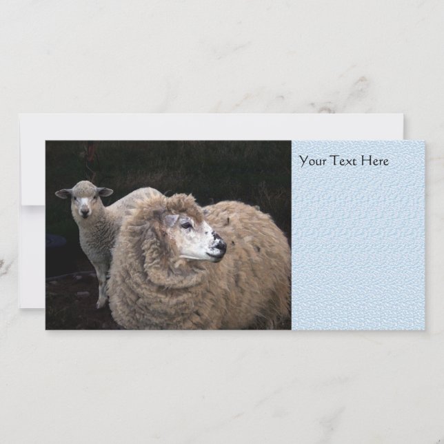 Cordero y ovino (Anverso)