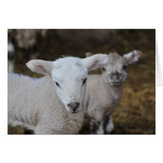 Corderos recién nacidos