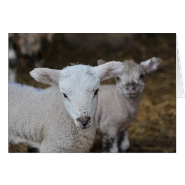 Corderos recién nacidos (Anverso (Horizontal))