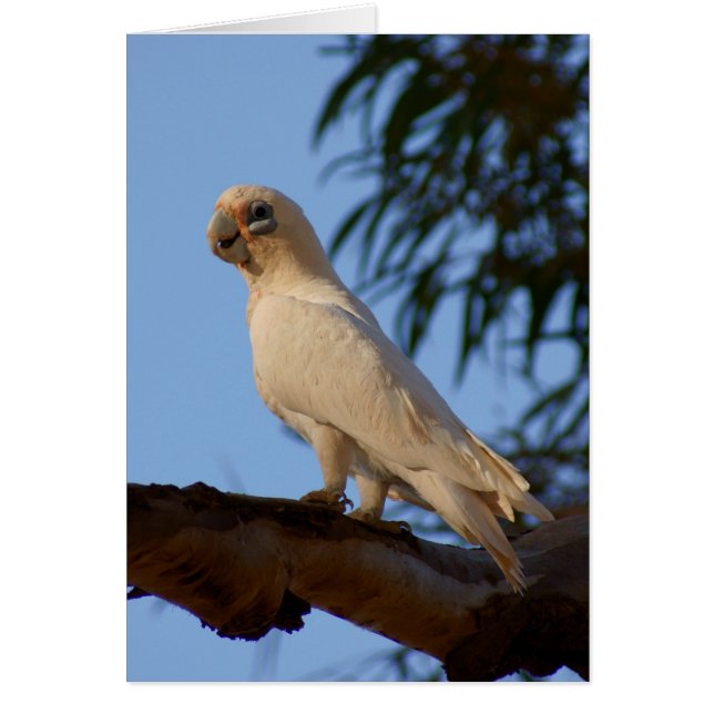 Corella pequeña (Frente)