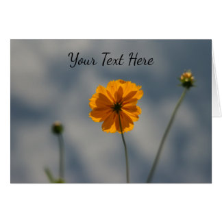 Coreopsis amarilla