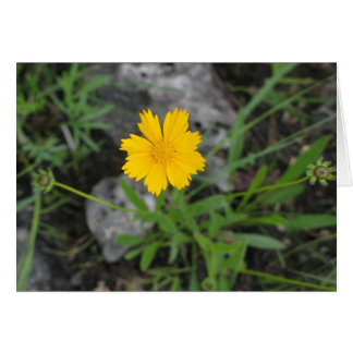 Coreopsis de semillas de trigo