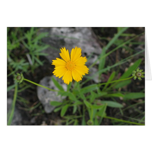 Coreopsis de semillas de trigo (Anverso (Horizontal))