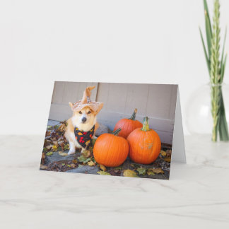 Corgi con tarjeta de Acción de Gracias de Calabaza