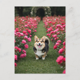 Corgi corto en postal de Rosas