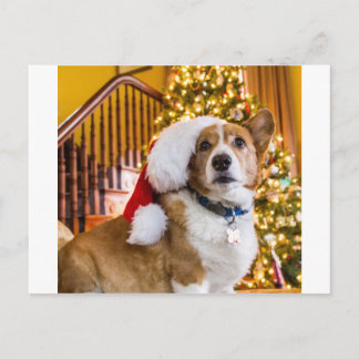 Corgi del navidad