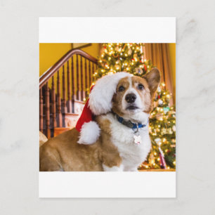 Corgi del navidad