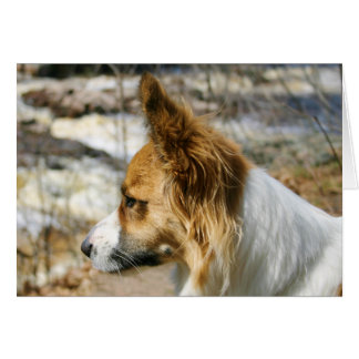 Corgi Galés de la rebeca