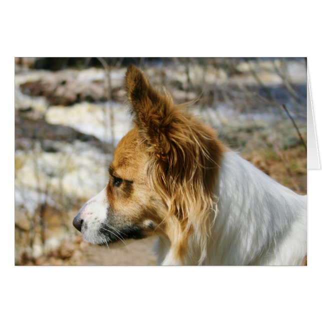 Corgi Galés de la rebeca (Anverso (Horizontal))