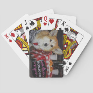 Corgi jugando cartas