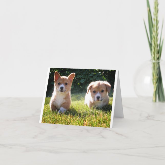 Corgi ( Pembroke ) Perro cachorro con tarjeta de n (Anverso)