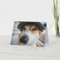 Corgi pide que se trate la tarjeta de cumpleaños