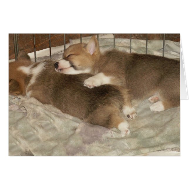 Corgis durmiente (Anverso (Horizontal))