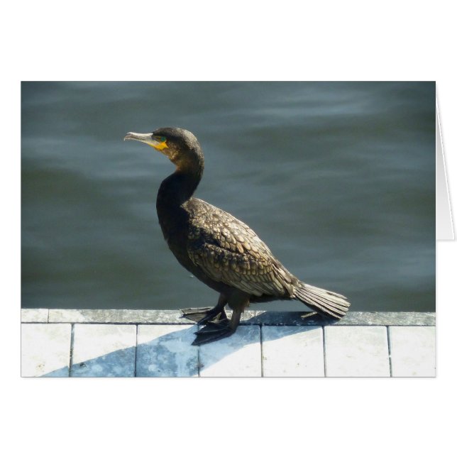 Cormorant (Anverso (Horizontal))