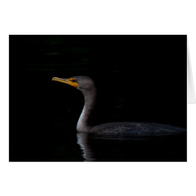 Cormorant de doble cresta 01 (Anverso (Horizontal))