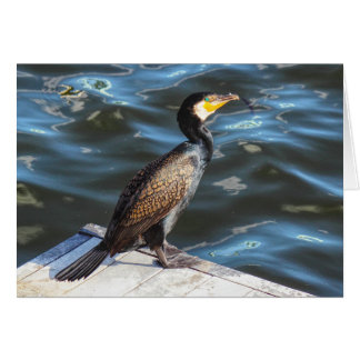 Cormorante en la bahía de Cardiff, Cardiff, Gales