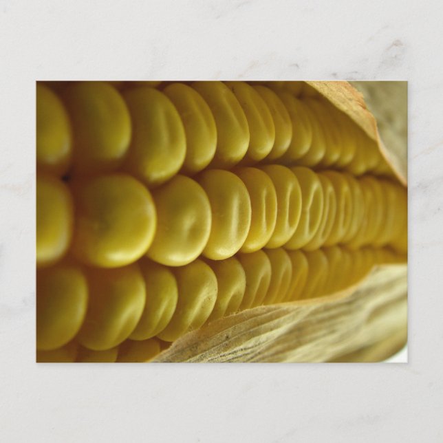 Corn cerrar postal (Anverso)