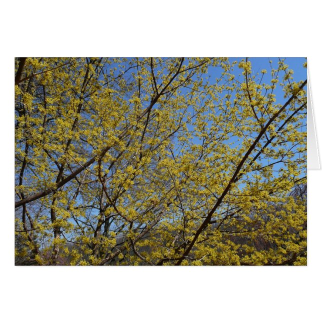 Cornelian Cherry Dogwood y Blue Sky Floral (Anverso (Horizontal))