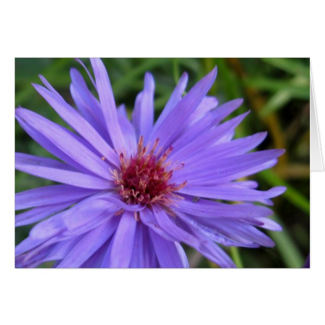 Cornflower (Anverso (Horizontal))