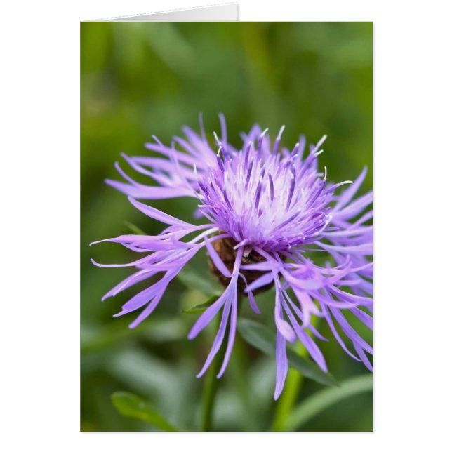 Cornflower morado (Frente)