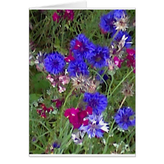 Cornflowers in Wild