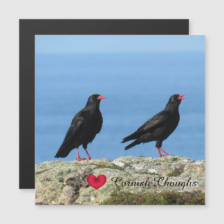 Cornish Choughs (Palores) Pyrhocorax pirrhocorax
