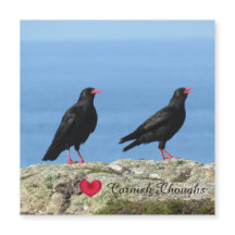 Cornish Choughs (Palores) Pyrhocorax pirrhocorax