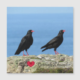 Cornish Choughs (Palores) Pyrhocorax pirrhocorax