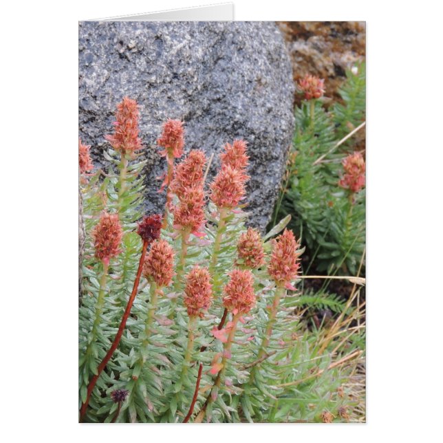 Corona del Queens (Frente)