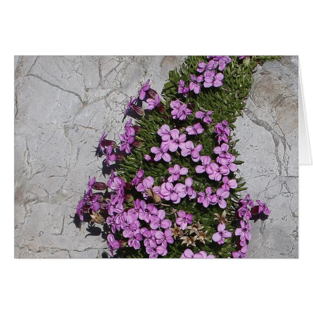 Coronaria de musgo en las montañas (Anverso (Horizontal))