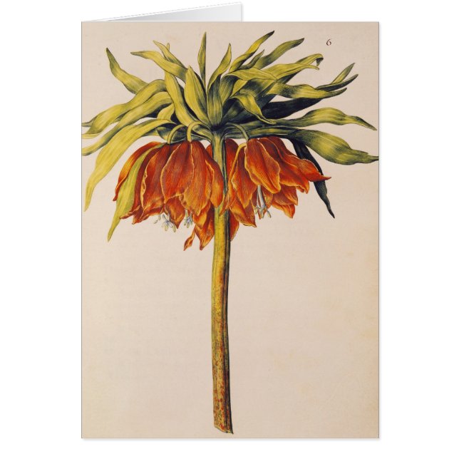 Corone el Fritillary, de 'La Guirlande de Julie' (Frente)