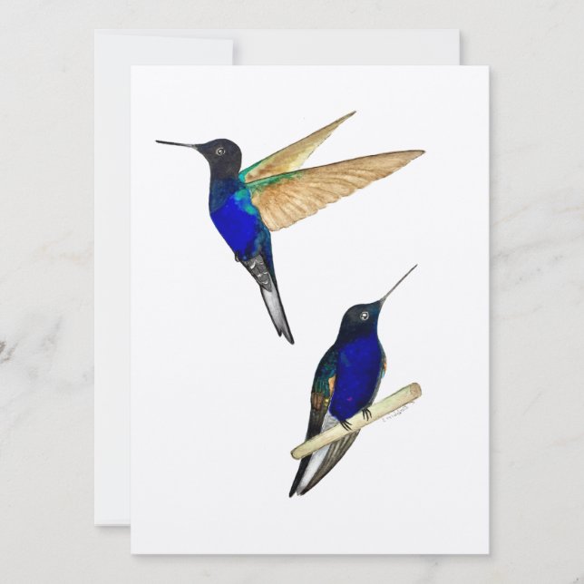Coronet Hummingbirds (Anverso)
