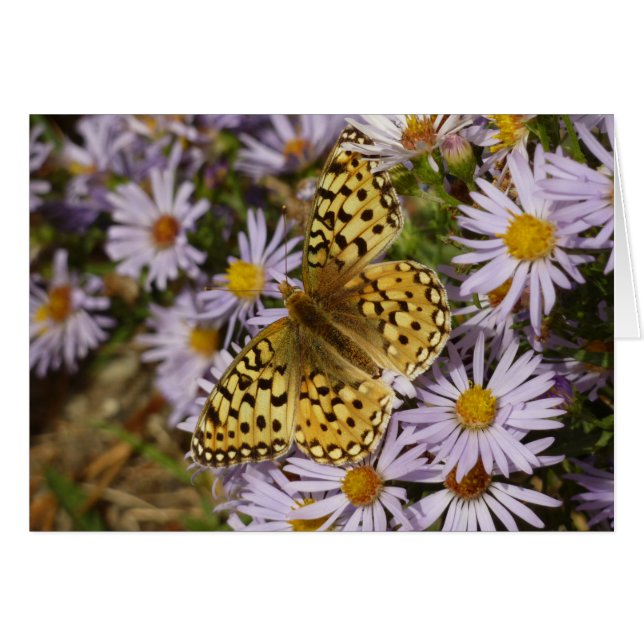Coronis Fritillary sobre flores de aster en Grand  (Anverso (Horizontal))