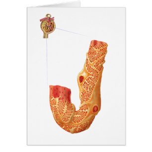 Corpúsculo renal y la membrana de la filtración