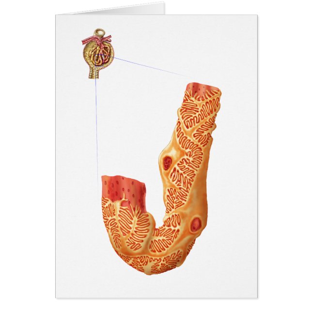 Corpúsculo Renal Y Membrana De Filtración (Frente)