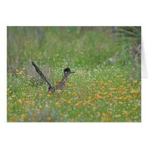Correcaminos Grande, Geococcyx