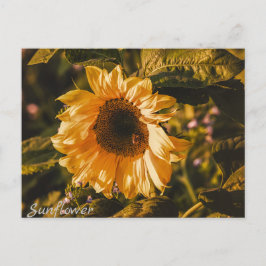 Correo de comunicación postal de la carta girasol