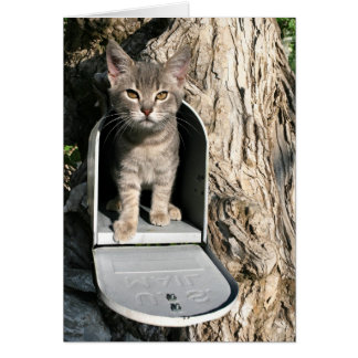 Correo gatito