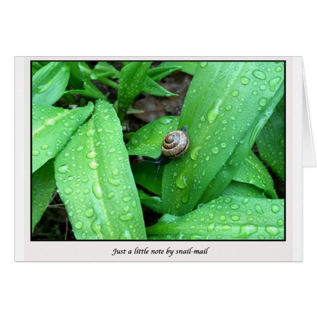 correo no deseado (Anverso (Horizontal))