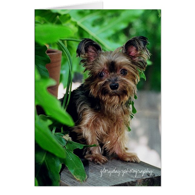 Corta, glorydaysphotografía (Frente)