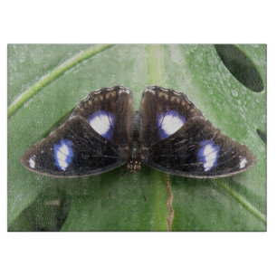 Cortar Bonita tabla de corte de mariposa con manchas azul