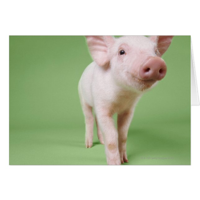 Corte de estudio de un piglet de pie (Anverso (Horizontal))