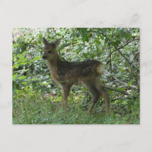 Corte Roe Deer en la postal Forrest DIY