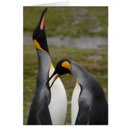Cortejando a los King Penguins
