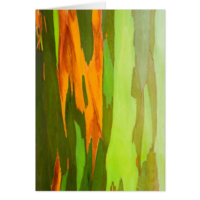 Corteza arco iris eucalipto, Hawái (Frente)