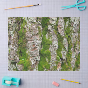 Corteza de árbol de pino con el papel seda del