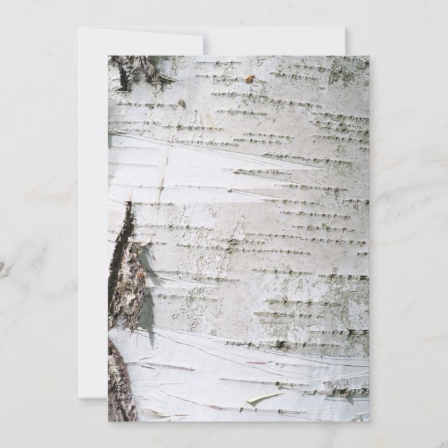 Corteza de Birch (Anverso)