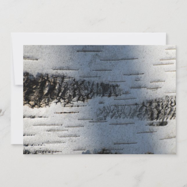 Corteza de Birch 1291 (Anverso)