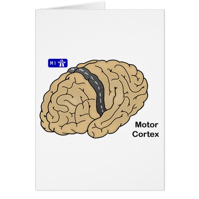 Corteza de motor (Frente)